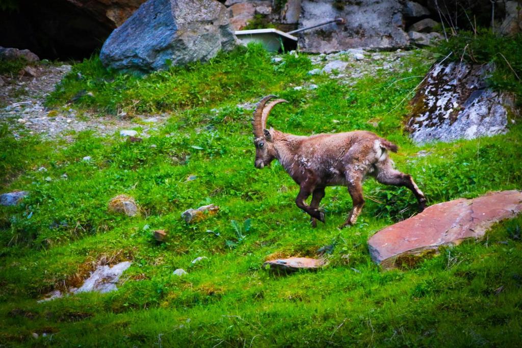 Appartamento Monte Rosa Saas-Grund Esterno foto